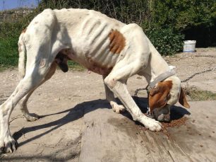 Ποινή - «χάδι» με αναστολή για τον άνδρα που βασάνιζε τον σκύλο του στην Πάρο αφήνοντας τον χωρίς τροφή & νερό